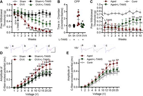 Figure 2 Oral application of L-TAMS attenuates the pain hypersensitivity and potentiation at C-fiber synapses in both ovariectomized and aged female mice. (A) The time courses of paw withdrawal thresholds elicited by von Frey filaments in Sham (n = 6), Sham + L-TAMS (n = 6), OVX (n = 9), and OVX + L-TAMS (n = 9) are shown. (B) In the conditioned place preference (CPP) experiment, the ratio of time that mice spent in clonidine paired box and saline paired box were recorded. Treatment with L-TAMS significantly suppressed clonidine induced chamber preference in OVX group (n = 5 in Sham and Sham + L-TAMS groups, n = 6 in OVX and in OVX + L-TAMS groups). (C) The time courses of paw withdrawal thresholds in control (8 weeks, n = 6), aged (18 months, n = 10) and aged + L-TAMS (n = 10) mice are shown. (D) The stimulus–response curves of C-fiber evoked potentials in the spinal dorsal horn in different groups as indicated are shown (n = 6–8 per group). Raw traces show the field potentials evoked by 15 V in Sham (a), Sham + L-TAMS (b), OVX (c), and OVX + L-TAMS (d) groups. The red vertical line represents the amplitude of the C-fiber evoked field potentials. (E) The stimulus–response curves of C-fiber evoked potentials in different groups as indicated are shown (n = 6–8 per group). Raw traces show the field potentials evoked by 15 V in Control (a), Aged (b) and Aged + L-TAMS (c) groups. The data in A, C, D, E were analyzed by two-way ANOVA with Tukey’s test. The data in B were analyzed by one-way ANOVA with Tukey’s test. *P<0.05, **P<0.01, ***P<0.001, vs Sham (Sh); #P<0.05, ##P<0.01, ###P<0.001, vs OVX; &P<0.05, &&P<0.01, &&&P<0.001, vs Contr; $P<0.05, $$P<0.01, $$$P<0.001, vs Aged.