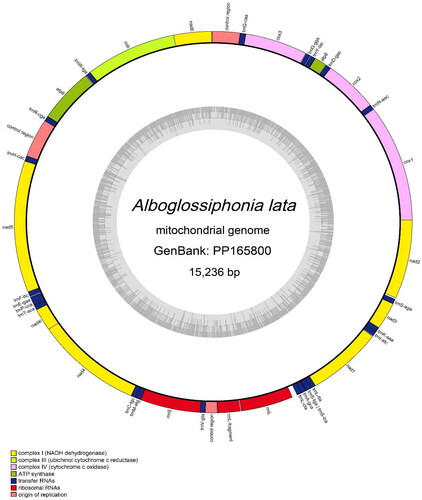 Figure 2. Circular map of the Alboglossiphonia lata mitochondrial genome (GenBank accession: PP165800), including 13 protein-coding genes, 22 tRNAs, 2 rRNAs and three control regions.