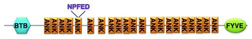 Figure 2. Schematic diagram of Rank-5 domain architecture. Rank-5 contains a C-terminal BTB domain and an N-terminal FYVE domain, with 21 consecutive ankyrin repeats in between. The NPFED motif localizes to the fifth ankyrin repeat.