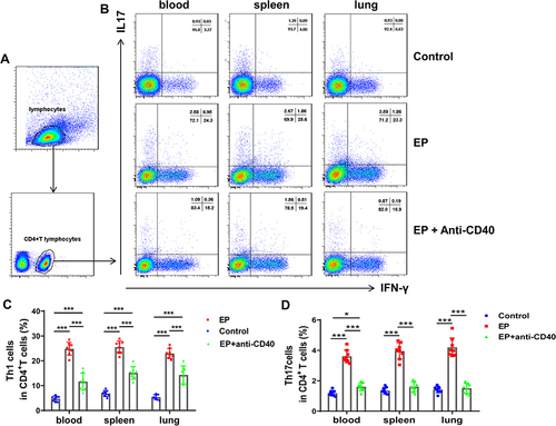 Figure 4 Blocking the CD40-CD40L pathway reduces EP-induced Th17 and Th1 cell responses in mice. (A) Gating strategy for Th1 and Th17 cells. Lymphocytes were identified based on FSC and SSC. Th1 cells were identified as CD4+IFN-γ+ cells, whereas Th17 cells were identified as CD4+IL-17+ cells. (B) Representative flow cytometry scatter plot of Th1 and Th17 cells in the spleens and lungs of the control group, EP group, and EP+anti-CD40 group. Comparisons of the proportions of (C) Th1 and (D) Th17 cells in the spleen and lungs among the three groups. Data are expressed as the mean ± standard deviation (n = 8 in each group). *P < 0.05, ***P < 0.001.