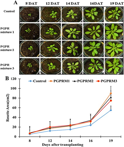 Figure 1. Effects of PGPR mixtures on rosette areas during long-term growth of A. thaliana plants. (A) Representative photographs of A. thaliana rosettes of plants exposed to the different treatments (control, PGPR mixture 1, PGPR mixture 2, and PGPR mixture 3) at 8, 12, 14, 16, and 19 days after transplanting (DAT), bars correspond to 1 cm. (B) Graphic representation of rosette average of plants subjected to the different treatments at 8, 12, 14, 16, and 19 DAT. Media and SE were calculated with 10 plants per treatment. Asterisks indicate significant differences among the control treatment and the three other PGPR treatments at each time (One or two-way ANOVA, p < 0.05).