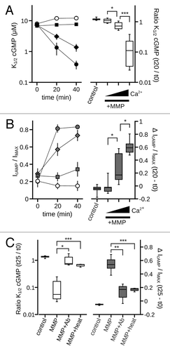 Figure 3. Inhibition of catalytic activity attenuates MMP9 induced gating effects. (A) (Left) Time course of the change in K1/2 cGMP for control (open circles) and MMP-treated patches with varying levels of calcium chelation as indicated in Materials and Methods (calcium free, squares; standard calcium, diamonds; elevated calcium, circles). (Right) Box plots summarize the K1/2, cGMP change as ratios between the initial (t0) and 20 min (t20) values (boxes represent 25th to 75th percentiles, lines represent the median, and whiskers represent the 5th to 95th percentiles). Increasing concentration of free calcium significantly enhanced the K1/2, cGMP change [single-factor ANOVA (n = 6), p < 0.0001, Holm’s t-test, *p < 0.05, ***p < 0.01]. (B) (Left) Time course of the change in cAMP efficacy for control (open circles) and MMP-treated patches with varying levels of free calcium [filled symbols, as in (A)]. (Right) Box plots summarizing the change in cAMP efficacy from the initial value at 20 min post excision. Increasing the concentration of free calcium significantly increased cAMP efficacy (p < 0.0001, single-factor ANOVA, n = 6; *p < 0.05, Holm’s t-test). (C) Box plots summarizing the change in K1/2, cGMP (Left) and the change in cAMP efficacy (Right) approximately 25 min post excision. Coapplication of a function-blocking antibody with MMP9 (MMP + Ab) or heat denaturation of MMP9 (MMP + heat) significantly reduced the effect of MMP9 on gating (p < 0.0001, single-factor ANOVA, n = 3–6; *p < 0.05, **p < 0.01, ***p < 0.001, Holm’s t-test;).