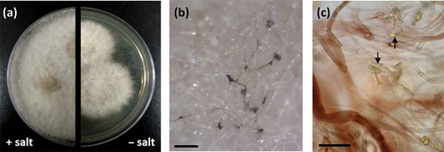 Figure 5. Phenotypic observations of strain RKDO785 (Phaeosphaeria spartinae) (a) colony morphology on PDA media, with and without sea salts (2 wks growth on a 9 cm Petri dish); (b) aerial mycelia demonstrating pigmentation (scale bar = 250 μm); (c) mycelia viewed in bright field microscopy at 100× magnification (scale bar = 20 μm); pigmentation is evident within mycelia (arrows indicate exudate crystals).