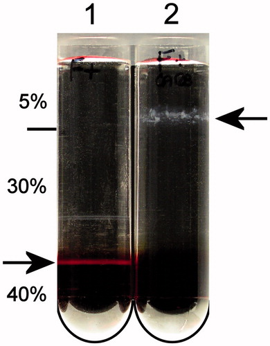 Figure 2. Isolation of lipid raft-like material from whole human RBCs. Pure RBCs were obtained by filtration of blood through cellulose and incubated (1.25 × 109 cells) for 30 min at 4 °C in HKM buffer (10 mM HEPES, 150 mM KCl, 4.5 mM NaCl, 1 mM MgCl2) containing 1% (w/v) TX100, in a final volume of 625 μl. The sample was then mixed with an equal volume of 80% (w/v) sucrose in HKM (tube 1) or in 0.3 M K2CO3 (tube 2) and transferred to an ultracentrifuge tube. Sucrose solutions in HKM [2.5 ml of 30% (w/v) sucrose followed by 1.25 ml 5% (w/v) sucrose] were layered on the samples and the tubes spun for 16 h at 225 000 gmax. Lower arrow indicates the interface between 40% and 30% sucrose. Upper arrow indicates the interface between 30% and 5% sucrose.