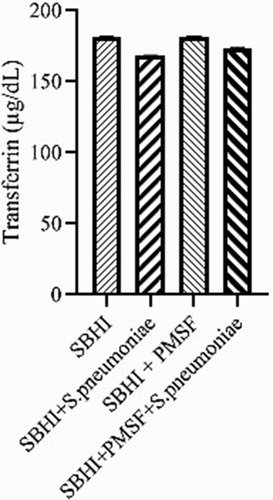 Figure 3 The levels of transferrin in the in the SBHI, SBHI + S. pneumoniae, SBHI + PMSF and SBHI + S. pneumoniae + PMSF groups.