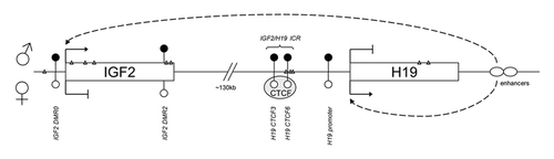 Figure 1 Schematic map of the human IGF2/H19 locus on chromosome 11p15.5, with paternal allele (♂) on the top and maternal allele (♀) on the bottom. DMRs are represented by circles: filled circles indicate a typically methylated allele and empty circles a typically unmethylated allele. In the current study, DNA methylation was assessed across amplicons spanning IGF2 DMR0, IGF2 DMR2, the 3rd and 6th CTCF binding sites of the IGF2/H19 ICR DMR (H19 CTCF3, H19 CTCF6), and the H19 promoter. SNPs genotyped are shown as gray triangles (from left to right rs3842773, rs3741211, rs3213221, rs3213223, rs680, rs3168310, rs10732516, rs2071094, rs2107425, rs2839701, rs217727).