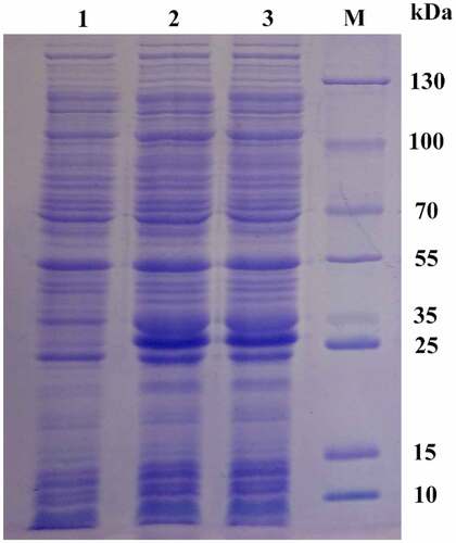 Figure 6. Analysis of the expression of recombinant pPID1 by SDS-PAGE Lanes 1: 0 mM IPTG induction. Lanes 2,3: 0.5 mM IPTG induction. Lan M: protein molecular weight marker