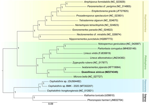 Figure 1. Phylogenetic tree shows evolutionary relationship among phylum Nemertea based on Bayesian Inference (BI) approach. Numbers behind major nodes denote posterior probabilities. The GenBank accession numbers are indicated on the right side of species names. The newly sequenced Q. sinicus mitogenome is highlighted using bold.