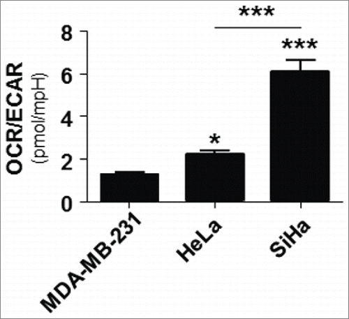 Figure 1. SiHa and HeLa are more oxidative than MDA-MB-231 human cancer cells. Ratio between oxygen consumption rate (OCR) and extracellular acidification rate (ECAR) in SiHa, HeLa and MDA-MB-231 cells (n = 5–8, *p < 0.05, ***p < 0.001).