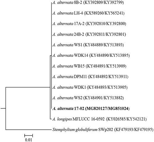 Fig. 2 Phylogenetic relationship of Alternaria alternata isolate 17–02 from alfalfa with 10 other A. alternata isolates from other hosts together with one isolate of A. longipes and Stemphylium globuliferum. Tree was constructed with combined partial sequences of ITS-5.8S region of rDNA and TEF-1α region. DNA sequences of A. alternata from other hosts and related pathogens were retrieved from NCBI GenBank database and were aligned using Muscle. The isolate from the present study is shown in bold and the GenBank accession numbers are in brackets (for rDNA-ITS/TEF-1α), respectively. Stemphylium globuliferum was used as an outgroup.