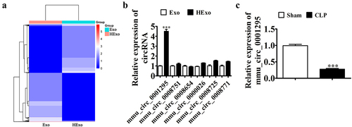 Figure 4. mmu_circ_0001295 plays an important role in HExo’s protective effects against CLP-induced sepsis. (a) Heat map showing the expression of circRNA between Exo and HExo. (b) RT-qPCR detection showing the expression of eight upregulated circRNAs in both Exo and HExo. The data are presented as the mean ± SD. ***p < 0.001 vs Exo. (c) RT-qPCR detection showing the expression of mmu_circ_0001295 in plasma after CLP-induced sepsis. The data are presented as the mean ± SD. ***p < 0.001 vs sham.