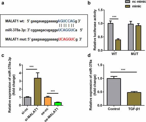 Figure 4. MALAT1 functioned as the sponge of miR-378a-3p. (a) Bioinformatic prediction of binding site of miR-378a-3p by MALAT1. (b) Relative luciferase activity of cells after co-transfection with wild type (WT) or mutant (Mut) lncRNA MALAT1 3’-UTR reporter genes and miR-378a-3p mimics. (c) RT-qPCR was conducted to measure the relative expression of miR-378a-3p after si-MALAT1 and oe-MALAT1 transfection. (d) RT-qPCR was conducted to measure the relative expression of miR-378a-3p in the TGFβ1-treated TDSCs. ***P < 0.001.