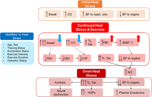 Figure 3. Simplified schematic of conflicts arising within the cardiovascular system during continued heat exposure and exercise. Serious physiological consequences to increased heat load can include hyperthermia, endotoxemia, cerebral hypoxia, and potentially death, in extreme cases. The dashed box depicts physiological responses that can occur during exertional heat stress, although at what point normal responses to heat turn to clinically problematic levels of heat illness will depend on many factors, including (but not limited to) some highlighted in the “modifiers” box listed on the left-hand side of this figure. Certain functions which occur normally in response to exercising in a hot environment, (and are necessary for stimulating positive heat acclimation processes) are depicted above the dashed line, but at a certain point, the heat strain accrued can become a clinical concern. Blue downward arrows indicate a factor which may be downregulated or less impactful in children, whereas red upward arrows indicate a factor which children may experience to greater extent relative to fully mature humans. Abbreviations: CO, cardiac output; BF, blood flow; PBF, peripheral blood flow; PBV, peripheral blood volume; TBV, total blood volume; CBV, central blood volume; CVP, central venous pressure; V, volume; Tc, core temperature; Tsk, skin temperature.