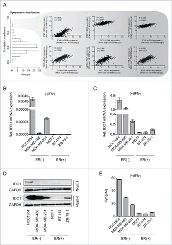 Figure 3. IDO1 expression and Trp metabolism in breast cancer cells. (A) Spearman's rank correlation of gene expression with IDO1 mRNA in TCGA breast invasive carcinoma RNASeq data. IFNG, STAT1 and IRF1, which are components of IFNγ signaling, as well as CD2, CD3D and LCK, which are T-cell markers were among the top IDO1 correlated genes. Their correlation with IDO1 is depicted as scatter plots. Spearman's rank correlation coefficients and corresponding p-values are shown. (B and C) IDO1 mRNA expression normalized to 18S RNA in ER-negative (HCC1954, MDA-MB-468, MDA-MB-231) and ER-positive (MCF7, BT-474 ZR-7–51) breast cancer cell lines, in the absence (B) and presence (C) of IFNγ stimulation (1000 U/mL for 24 h), measured by qRT-PCR. (D) Representative western blots demonstrating that also on the protein level IDO1 is expressed more strongly in ER-negative than ER-positive breast cancer cells. (E) Higher Kyn production was measured by high performance liquid chromatography (HPLC) in the supernatants of ER-negative in comparison to ER-positive cells 48 h after IFNγ stimulation (n = 3). Results are expressed as mean, error bars indicate s.e.m.