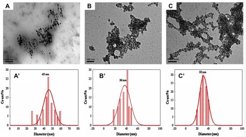 Figure 6 TEM micrographs of gold nanoparticles prepared with (A) 100, (B) 200 and (C) 400 lL of a P. dactylifera extract. The corresponding histograms are represented by (A’), (B’) and (C’).Citation83 “Reprinted from Spectrochimica Acta Part A: Molecular and Biomolecular Spectroscopy, 121, Mervat F. Zayed,Wael H. Eisa, Phoenix dactylifera L. leaf extract phytosynthesized gold nanoparticles; controlled synthesis and catalytic activity, 238-244, Copyright (2014), with permission from Elsevier.”.