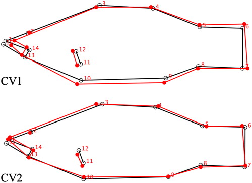 Figure 2. Wire frame graphs of CV1 and CV2 displaying morphological shifts in smallmouth bass from the Juniata River basin, PA, USA captured in summers of 2016 and 2017. Red lines show the positive-extreme shift (CV+) in morphology from the black lines (consensus-average shape) according to the canonical variate analysis (Figure 1). For example, the most extreme CV1+ site, Aughwick, has a morphology most closely represented by the red wire frame in CV1.
