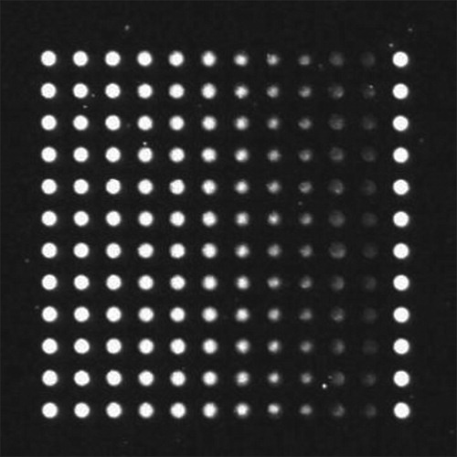 Figure 9. Single-fluorescence dot matrix image.
