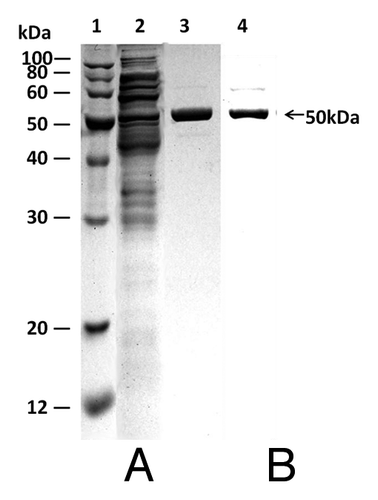 Figure 1. SDS-PAGE (A) and western blot (B) analysis of recombinant soluble BHc. Lane 1, low-molecular-weight protein markers; lane 2, the lysate from cells transformed with pTIG-Trx-BHc vector; lanes 3 and 4, purified BHc. Molecular weights of the protein standards are indicated on the left (×103). An arrow indicates the position of the BHc.