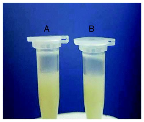 Figure 2. (A) After dissolved in PBS of pH 8.5 and kept in 4°C for 4 weeks, the sample dose not aggregate and still appears milky white colloidal solution. (B) Four weeks later.
