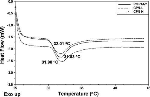 FIG. 1 Differential scanning calorimetric (DSC) heating curves of PNIPAAm, CPN-L, and CPN-H hydrogels (15%, w/w). The curves are displaced along the ordinate for better visualization.