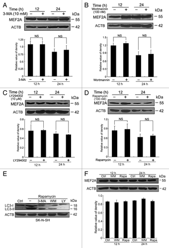 Figure 2. Macroautophagy is not involved in MEF2A degradation. (A–D) SK-N-SH cells were treated with different macroautophagy inhibitors, 10 mM 3-MA (A), 100 nM wortmannin (B) and 10 μM LY294002 (C) or a stimulator, 100 nM rapamycin (D) for 12 or 24 h. The levels of MEF2A were determined by immunoblotting. Bottom graph shows relative MEF2A levels (n = 3). (E) Induction of autophagy in rapamycin-treated SK-N-SH cells. Cells were treated with 100 nM of rapamycin and different autophagy inhibitors (3-MA at 10 mM, wortmannin at 100 nM and LY294002 at 10 μM) for 24 h. Total cell lysates were subjected to western blot using antibody against LC3B. ACTB was used as a loading control. (F) Effect of macroautophagy inhibitor (100 nM of wortmannin) or stimulator (100 nM of rapamycin) on MEF2A level of HEK 293T cells. Results shown are representative of 3 independent experiments. Bottom graph shows relative MEF2A levels (n = 3). WM, wortmannin; LY, LY294002; Rapa, rapamycin.