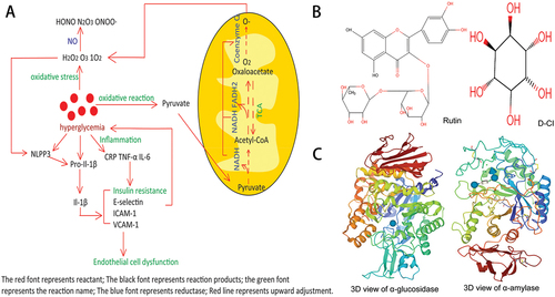 Figure 1. (A). Relationship of molecular mechanism between blood glucose levels, superoxide ions and inflammatory factors;(B). Structure of Rutin T. Zhou et al. (Citation2018) and D-CI Sun et al. (Citation2022); (C) the three-dimensional structure of α-glucosidase and α-amylase were retrieved from RCSB Protein Data Bank (www.Rcsb.org/pdb) (PDB ID code 3A4A and PDB ID code 1B2Y).