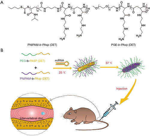 Figure 7 Schematic illustration of miRNA-based gene therapy delivered by a thermo-responsive vector for intervertebral disc degeneration (IVDD). (A) The chemical structure of cationic block copolymers: PNIPAM-b-PAsp (DET) and PEG-b-PAsp (DET). (B) The mixed cationic block copolymers (MCBC) PNIPAM-b-PAsp (DET) and PEG-b-PAsp (DET) as vectors for miRNA to form mixed polyplex micelles. With a temperature increase from room temperature (25 °C) to physiological temperature (37 °C), thermo-sensitivity of PNIPAM segments become hydrophobic and form more compact mixed polyplex micelles with hydrophobic and hydrophilic heterogeneous surfaces. The mixed cationic block copolymers delivered miRNA-25-3p for IVDD gene therapy. Reprinted from Huang Y, Huang L, Li L, et al. MicroRNA-25-3p therapy for intervertebral disc degeneration by targeting the IL-1β/ZIP8/MTF1 signaling pathway with a novel thermo-responsive vector. Ann Transl Med. 2020;8(22):1500. Creative Commons.Citation125