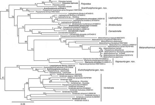 Fig. 8. A portion of the RAxML results for the expanded rbcL-only alignment, showing the tribe Streblocladieae. Support values are ML bootstrap values, an asterisk signifies ≥98% support for that node, a dash indicates ≤50% support for that node, and the scale bar indicates substitutions per site. Bold type indicates the type of a genus and a delta symbol indicates a new combination.