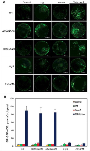 Figure 14. Role of ATI3 and UBAC2 in ER stress-induced autophagy-dependent ER degradation. Leaf protoplasts obtained from 4-wk-old plants were transformed with a BIP-GFP-KDEL construct. The final concentrations of TM and concA used in the experiments were 5 μg/mL and 1 μM, respectively. DMSO was used as a solvent control. Protoplasts were incubated at room temperature in darkness for 12 h, with 40 rpm orbital shaking. Confocal microscopy was used to visualize the GFP fluorescence (A). Bar: 10 μm. The numbers of BIP-GFP-KDEL puncta per leaf protoplast in response to TM-induced ER stress were determined (B). Data represent means and standard errors calculated from 3 replicates (each with about 10 protoplasts for each genotype).