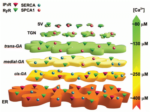 Figure 1 Ca2+ concentration and molecular tool-kit gradient through the secretory pathway. The endoplasmic reticulum (ER) is endowed with SERCA, IP3Rs and, in some cells, RyRs and its luminal [Ca2+] is estimated to be around 400 µM. The Golgi apparatus (GA) can be divided in three distinct sub-compartments: the cis-Golgi, with a luminal [Ca2+] around 250 µM and expressing mainly SERCA and IP3Rs; the medial-Golgi with SERCA and SPCA1, but not with IP3Rs; the trans-Golgi with SPCA1 and RyRs (but not IP3Rs) and a luminal [Ca2+] of ∼130 µM. Finally, secretory vesicles (SV) are endowed with SPCA1 and RyRs and show a [Ca2+] around 80 µM. TGN, trans-Golgi network. This model is based on quantitative data for the ER and GA obtained in HeLa cells,Citation7,Citation14,Citation15 while the data on the secretory vesicles have been extrapolated from experiments carried out in insulin secreting cells.Citation17
