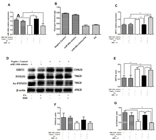 Figure 7 HepG2 cells were transfected with miR-146b mimic or a negative control. Then HepG2 cells were treated with medium, palmitic acid (PA) alone, or palmitic acid plus BBR at 10 µmol/L. (A) miR-146b expression was measured by quantitative RT-PCR. (B) Glycogen was measured after transfected with miR-146b mimic. (C) SIRT1 mRNA expression was measured. Whole cell lysates were subjected to Western blotting for the detection of SIRT1, FOXO1 and Ac-FOXO1. Representative images are shown. (D–G) For quantification, the optical densities of the bands were determined. β-actin was used as the loading control. Normalized protein expression levels were calculated. Data from three independent experiments were used for statistical analysis, and results are expressed as the mean±SEM. *p<0.05; **p<0.01.