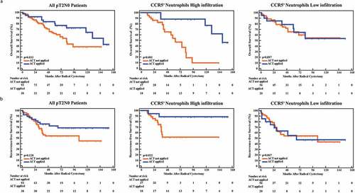 Figure 3. High CCR5+CD66b+TINs infiltration could be associated with better adjuvant chemotherapy effectiveness in pT2N0 MIBC patients. (a-b) Kaplan-Meier curve of OS (overall survival, a) and RFS (recurrence-free survival, b) in all pT2N0 patients (left), CCR5+ neutrophils high infiltration of pT2N0 patients (middle) and CCR5+ neutrophils low infiltration of pT2N0 patients (right) according to the adjuvant chemotherapy (ACT) application. Data were analyzed using log-rank test.