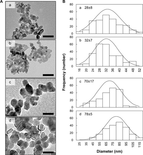 Figure 2 (A) Transmission electron microscopy images and (B) histogram and normal distribution from these images for (a) ZnOSM20(−), (b) ZnOSM20(+), (c) ZnOAE100(−), and (d) ZnOAE100(+).Notes: (A) 100 nm scale bar; (B) mean ± standard deviation of approximately 200 samples. The x-axis of (a) and (c) have the same scale as (b) and (d) respectively.