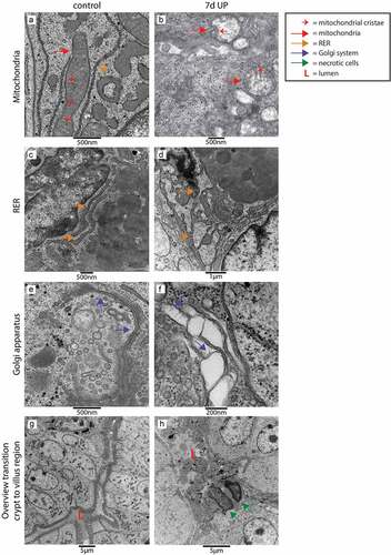 Figure 4. Organelle and cellular morphology of secretory cells (goblet cells and Paneth cells) in the crypt to villus transition region in the distal ileum of premature lambs imaged with TEM. In control animals, mitochondria (A; red arrows, cristae indicated by small red arrows), RER (C; orange arrows) and Golgi apparatus (E; purple arrows) of secretory cells had a structurally normal appearance. In IA UP exposed animals, these organelles were morphologically disrupted (B, D, F). In addition, cells with necrotic characteristics (green arrows) were observed in the lumen (l) of IA UP exposed animals (h), but not in controls (g). Abbreviations: IA: intra-amniotic, L: lumen, RER: rough endoplasmic reticulum, TEM: transmission electron microscopy, UP: Ureaplasma Parvum.