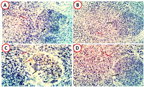 Figure 2. Positively immunostained CD3 cells (red arrows) and negative cells (black arrows) in the spleens of various supplemented groups. (A: LVEO0, B; LVEO200, C; LVEO400, D; LVEO600. × 400 magnifications.