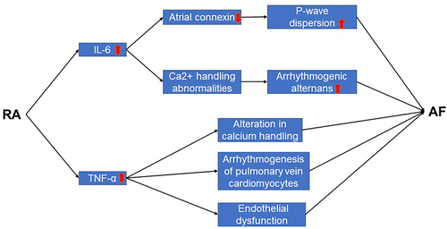 Figure 1 The role of inflammatory factors between RA and AF.