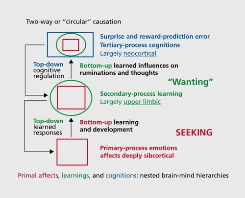 Figure 2. Nested hierarchies of affective control within the brain: a summary of the hierarchical bottom-up and top-down (circular) causation that is proposed to operate in every brain primal emotional system. The schematic summarizes the evolutionary/developmental perspective that in order for higher mind-brain functions to mature and function (via bottom-up control) they have to be integrated with the lower brain-mind functions, with primary processes being depicted as squares (red: SEEKING level), secondary-process learning as circles (green: “wanting” level of analysis), and tertiary processes (blue “surprise” and “reward prediction” level of analysis,) as rectangles. This aims to convey the manner in which bottom-up evolution of nested hierarchies can integrate lower brain functions with higher brain functions to eventually exert top-down regulatoty control. Bottom-up controls prevail in infancy and early-childhood development. Top-down controls mature in adolescence and are optimized especially in adulthood. Each emotional system has abundant descending and ascending components that work together in a coordinated fashion to generate various instinctual emotional behaviors as well as the raw feelings normally associated with those behaviors.Citation28