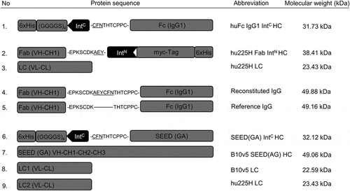 Figure 2. Schematic illustration of protein sequences for heavy and light chains fused to split intein partners IntC and IntN. Protein sequences for heavy and light chains of huFc IgG, Fab and oaSEED fragments with their corresponding molecular weights are exemplarily shown used for antibody reconstitution via split inteins. The partial hinge region is depicted as amino acid sequence fused to ExteinC or ExteinN (underlined) and the corresponding split inteins IntC or IntN. Heavy chains fused to split intein partners were further fused to a hexahistidine tag. Heavy chains fused to IntC were attached to a glycine-serine linker. 1: HC for a huFc IntC fragment. 2 + 3: hu225H Fab IntN HC and corresponding LC. 4 + 5: Reconstituted IgG with modified hinge region aligned to reference IgG. 6–9: B10v5 oaSEED IntC with corresponding HC and LC. Detailed sequence information can be found in the supplements
