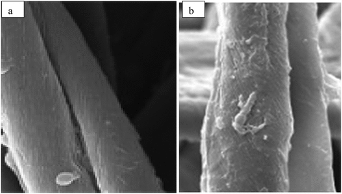 Figure 4. SEM images of cotton fabrics and chitosan coated cotton ones.