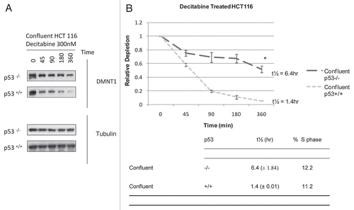 Figure 2 The p53 tumor suppressor modulates the rate of depletion of DNMT1 in HCT 116 cells exposed to decitabine. (A) Immunoblots of DNMT1 enzyme and tubulin Confluent HCT 116 cells that were wild type p53+/+ or null p53−/− were treated once with 300 nM decitabine. DNMT1 enzyme levels and β-tubulin loading control were detected by western immunoblotting. The blots are representative of five experiments for the wild type p53+/+ and two experiments for null p53−/− HCT 116 cells. (B) Time course of DNMT1 depletion by decitabine. Plots of the relative depletion of DNMT1 versus time were based on the densitometry of the DNMT1 immunoblots normalized to β-tubulin. *Denotes statistical significance, error bars are 1 SD. The table shows the t½ ± SD of DNMT1 depletion for each experimental condition and the corresponding percentage of the cell population in s-phase.