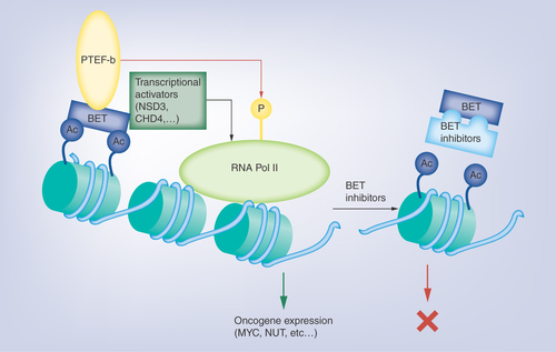 Figure 1.  Biology of bromodomain and extra-terminal inhibitors and their role in cancer therapy.BET protein binds to acetylated histones and recruits, via its BRD4 domain, PTEF-b to sites of active transcription of growth-promoting genes such as MYC and NUT. In addition, the ET domain of BRD4 independently recruits transcriptional activators such as NSD3, JMJD6 and CHD4 to further increase rates of transcription. BET inhibitors block the initial binding of BET proteins to acetylated histones, and thus halts the transcriptional cascade of oncogenes.BET: Bromodomain and extra-terminal; PTEF-b: Positive transcriptional elongation factor complex.