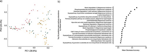 Figure 4. Microbial gene pathway analysis. A) Bray Curtis dissimilarity index beta diversity plot of dogs samples colored by clustering assignation: HC dogs (green) and CAF dogs belonging to the near (orange) or far (red) cluster. Bacterial pathways were quantified by HUMAnN2 and samples were plotted based on principal component analysis. B) The top 20 gene pathways that most strongly distinguish between CAF-dog samples and HC dog samples, identified using Random Forest.