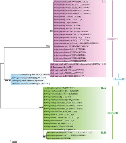 Fig. 11. Phylogenetic tree of Arthrospira strains based on 16S-23S rRNA ITS partial sequences (~440 bp) and reconstructed using the Maximum likelihood (ML) analysis. Numbers above branches indicate the bootstrap value (as percentages of 1000 replications) for ML method and the posterior probabilities for Bayesian inference method, respectively. Strains of the present study are indicated in bold font. *: Strains included in the phenotypic analysis.