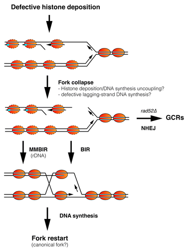 Figure 1. Replication fork collapse and rescue by defective nucleosome assembly. Replication fork advance is rapidly followed by nucleosome assembly of the newly synthesized DNA through a process that requires physical interactions between components of the replisome and chromatin assembly factors. A defect in the supply of histones causes some of the forks to collapse and break, likely by uncoupling of the processes of DNA synthesis and histone deposition. The temporal association between Okazaki fragment maturation and nucleosome assembly supports the idea that the lagging strand is more susceptible to breakage under conditions of defective chromatin assembly. Homologous recombination can efficiently repair the broken fork by BIR, although additional, non-recombinational microhomology-mediated BIR (MMBIR) mechanisms can also operate on rDNA. In some cases, the broken fork is repaired by nonhomologous end joining, leading to GCRs and genetic instability, an event that is triggered in the absence of homologous recombination. See text for more details.