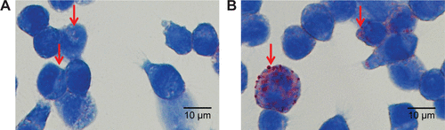 Figure S3 OxLDL uptake in RAW 264.7 cells.