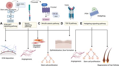 Figure 2 Different pathways used by stem cells in wound healing.