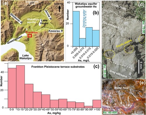 Figure 2. Summary of features in the Frankton area relevant to As mobility and enrichment. (A) DEM of the Queenstown district, showing general location of Wakatipu shallow groundwater aquifer (Rosen and Jones Citation1998) and Frankton. (B) As concentrations in Wakatipu aquifer groundwaters, summarised from ORC (Citation2021). (C) As concentrations in Frankton substrates, summarised from QLDC(2016). (D) Photograph of excavated section through substrate near top of Frankton terrace, with summary of fp-XRF As analyses (mg/kg) at different levels. (E) Active deposition of ferric oxyhydroxide, with adsorbed As (mg/kg; fp-XRF analysis summary), from groundwater seep at bottom of Frankton terrace.