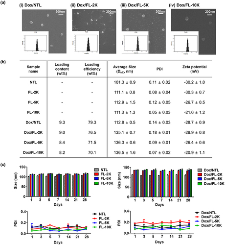 Figure 2 Physicochemical characterization of folate-conjugated liposomes (FL). (a) Morphology and size distribution of Dox-loaded folate-conjugated liposomes (Dox/FL) at various PEG-linker lengths. (b) Loading content, loading efficiency, particle size, polydispersity index (PDI), and zeta potential of prepared liposomes. (c) Stability of FLs or Dox/FLs at various PEG-linker lengths.