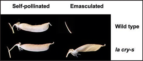 Figure 1 Pods of the la cry-s slender mutant elongate strongly even when emasculated to prevent self-pollination. In contrast, emasculating wild-type flowers usually results in abscission of the entire flower, before pod elongation, leaving only the peduncle, as shown. If parthenocarpic pods do develop on the wild-type, they are very small.