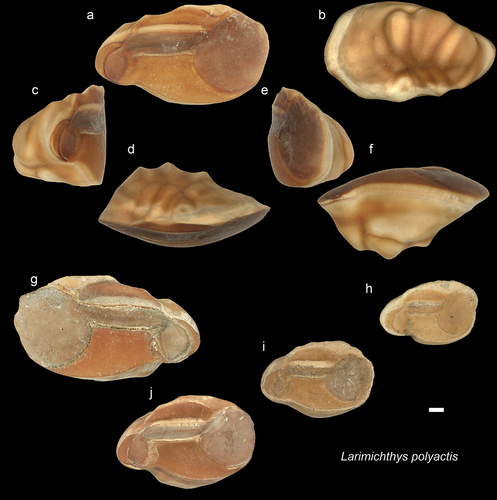 Figure 10. Sciaenidae. a-f: Larimichthys polyactis from AH, inner (a), external (b), posterior (c), dorsal (d), anterior (e), ventral (f) views (NHMUK PV P 76650); g-j: L. polyactis from AH all in inner views (NHMUK PV P 76651-54). Scale bar: 1 mm.